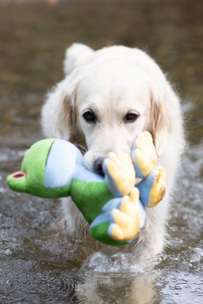 Natural, recycled and sustainable dog toys - The Bark Side