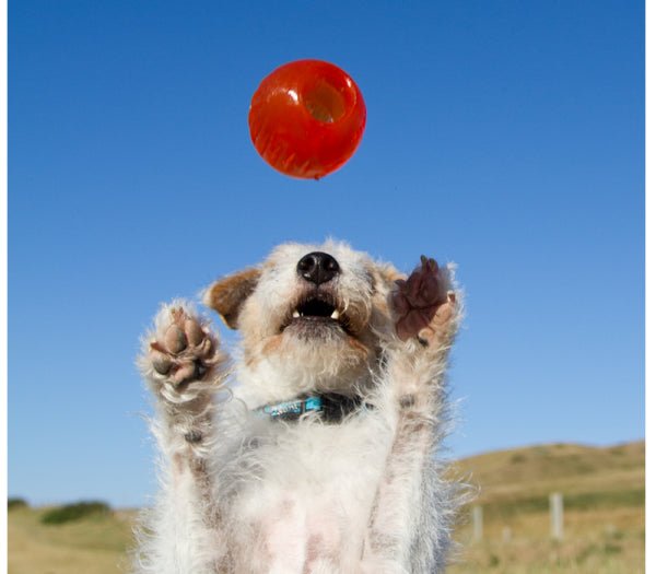 BIONIC Ball - The Bark Side