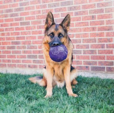 KONG Flexball Toy For Dogs And Puppies - The Bark Side