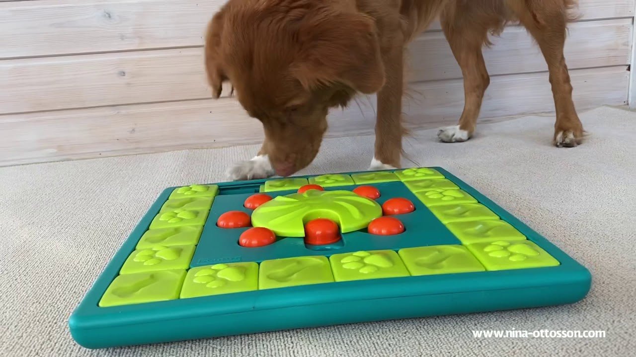 Multipuzzle Dog Puzzle Toy by Nina Ottosson - The Bark Side
